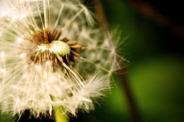 Çayırdaki karahindiba yeşil arka planda yeşil renkli bahar tozlaşma tohumları