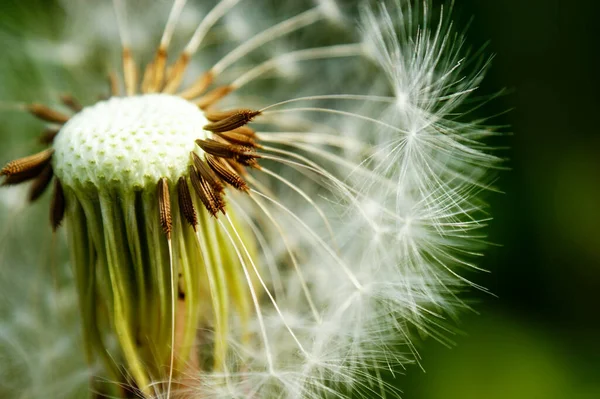 Diente León Prado Semillas Polinización Primavera Color Verde Fondo Verde — Foto de Stock