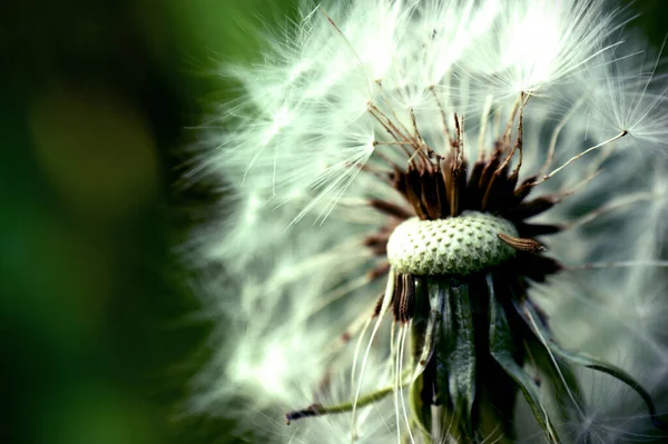 Paardebloem Bij Weide Voorjaarsbestuiving Zaden Groene Kleur Groene Achtergrond — Stockfoto