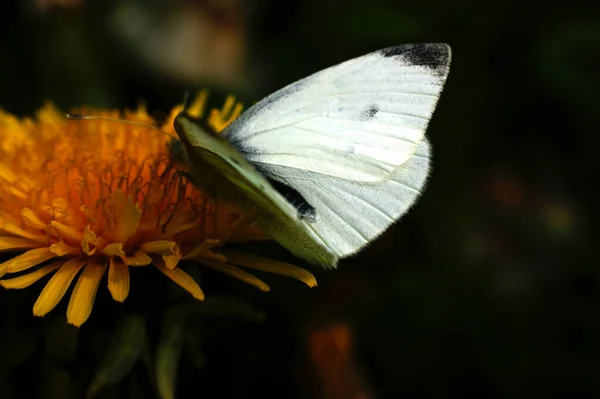 Pieris Brassicae Papillon Insecte Ailes Colorées Sur Jaune Truie Chardon — Photo