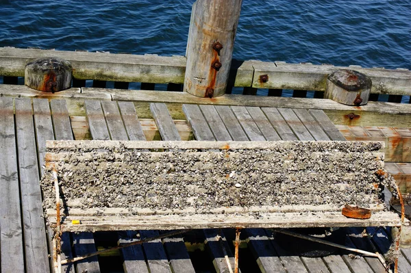 Alglerle Kaplı Benç Yosunları Iskeledeki Birikintilerini Gören Bir Köprü — Stok fotoğraf