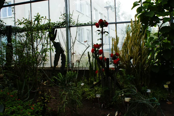 Colorful Flowers Plants Greenhouse Garden Glass Window Glass Interior — Stock Photo, Image