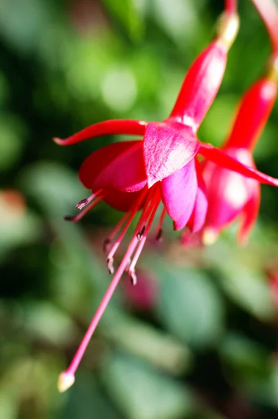Rose Pourpre Fleur Pendante Fuchsia Fleurit Pétales Printemps Dans Jardin — Photo