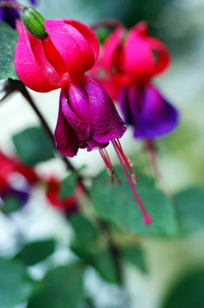 在植物园里 紫色的粉色挂着的花在春天的花瓣上盛开 — 图库照片