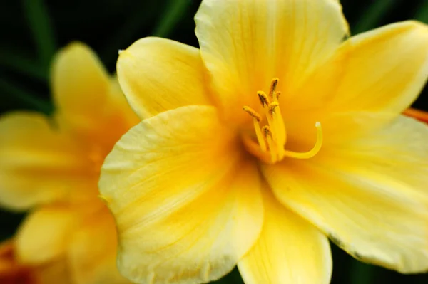 Egy Gyönyörű Sárga Liliom Virág Zöld Háttér Néző Jobb Pasztell — Stock Fotó