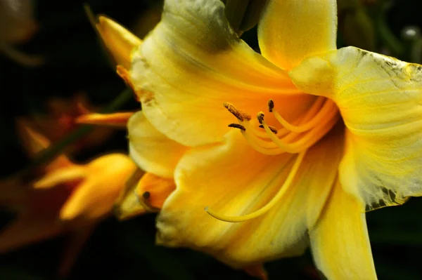 Egy Gyönyörű Sárga Liliom Virág Zöld Háttér Néző Jobb Pasztell — Stock Fotó