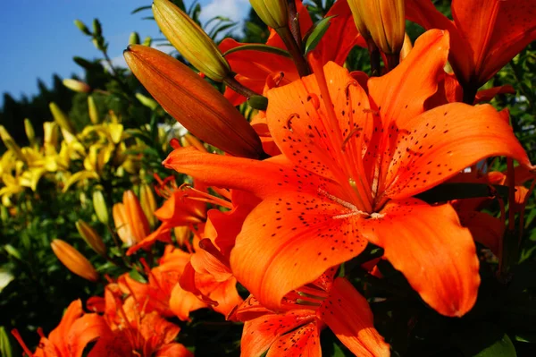 Egy Gyönyörű Narancs Liliom Virág Zöld Háttér Néző Jobb Pasztell — Stock Fotó