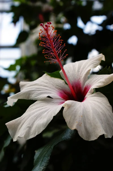 Blanc Unique Fleur Hibiscus Étamines Roses Beaux Pétales Dans Serre — Photo