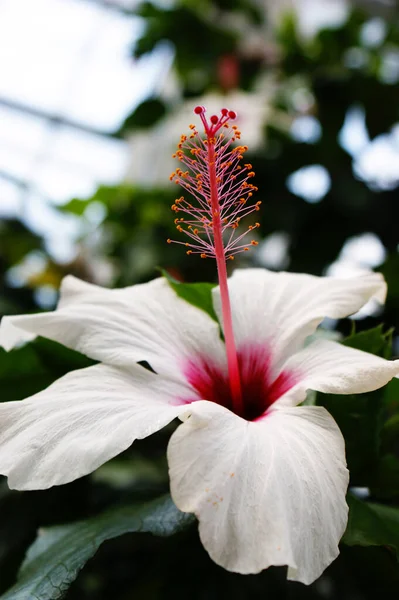 植物园温室中的白色单芙蓉花粉红色雄蕊美丽花瓣 — 图库照片