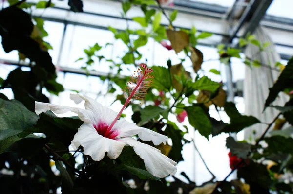 Blanc Unique Fleur Hibiscus Étamines Roses Beaux Pétales Dans Serre — Photo