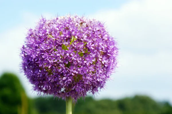 purple violet decorative garlic flower single flowerhead flower head against the blue sky and clouds