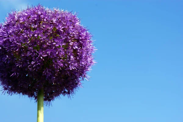 purple violet decorative garlic flower single flowerhead flower head against the blue sky and clouds