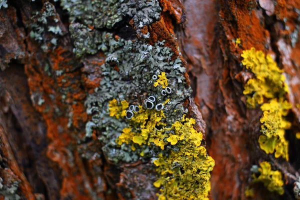 Beautiful bright forest background. Textured bark of old adult apple tree in garden, covered with red, gray, yellow mosses, lichens, mushrooms. Natural texture Xanthoria parietina, closeup
