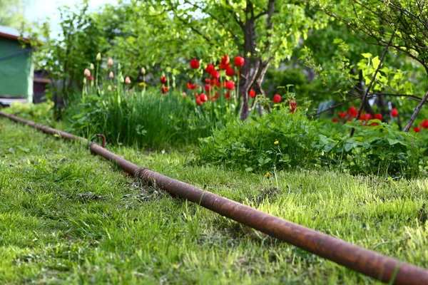 Old metal peeling rusty water pipe for irrigation, walking through garden along green plants, red flowers tulips, trees, shrubs. Do-it-yourself water supply in summer cottage. Grass trimmed by trimmer