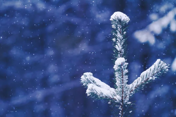 Firtree onder de sneeuw, Nieuwjaar achtergrond, getint en gefilterd — Stockfoto