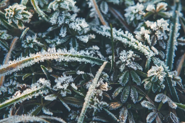 Hoarfrost em uma grama verde, início do inverno — Fotografia de Stock