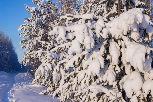 Peisaj Iarnă Pin Acoperit Sub Straturi Groase Zăpadă — Fotografie, imagine de stoc