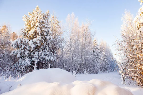 La nieve se arrastra en el bosque. Paisaje invierno . — Foto de Stock