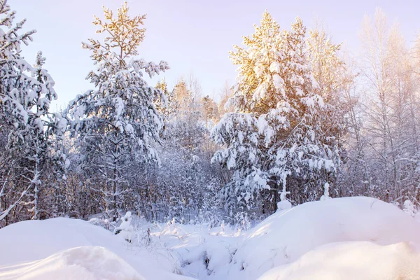 Neige Dérive Dans Les Bois Paysage Hivernal — Photo