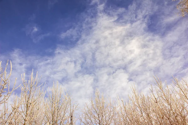 Winterhimmel Schneebedeckte Äste Auf Einem Wolkenhintergrund — Stockfoto