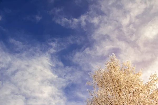 Blå Vinterhimmel Snötyngda Träd Grenar Bakgrund Moln — Gratis stockfoto