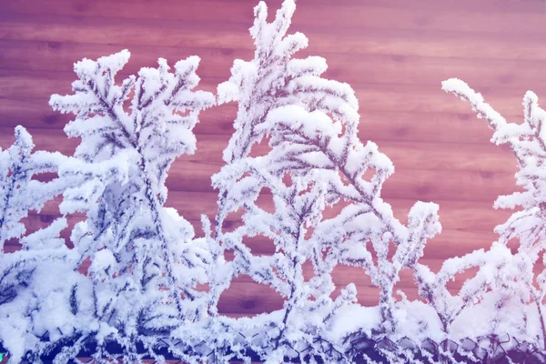 Köknar Ağacı Dalları Çit Kış Noel Günü Monte — Stok fotoğraf