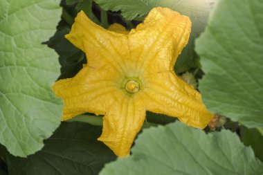 Kabak yakın kadar çiçek.