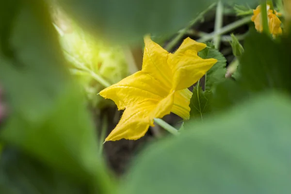 Květ Cukety Zahradě — Stock fotografie