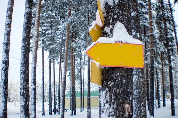 Indicator Gol Atașat Copac Fundal Iarnă — Fotografie, imagine de stoc