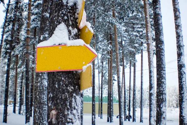 Indicator Gol Atașat Copac Fundal Iarnă — Fotografie, imagine de stoc