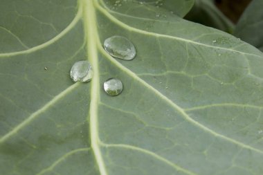 Lahana yaprağı üzerinde su damlaları