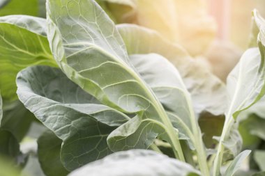 Lahana yaprakları, sebze Bahçe