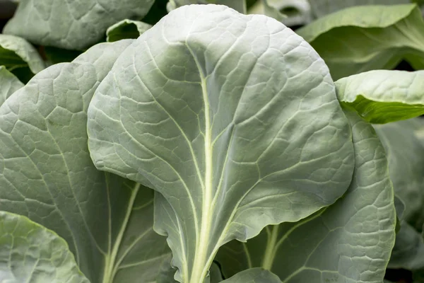 Cabbage leaves, Vegetables in the garden