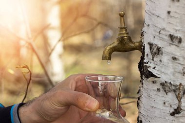 Huş ağacı suyu toplama 