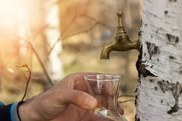 Birch Gyűjtése — Stock Fotó