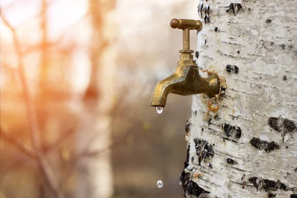 Birch Sap Verzamelen Van Het Sap — Gratis stockfoto