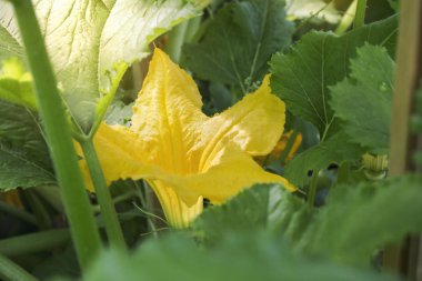 Bahçedeki kabak çiçeği