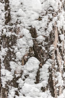 Karla kaplı ağaç kabuğu