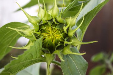 Açılmamış ayçiçeği yakın çekim