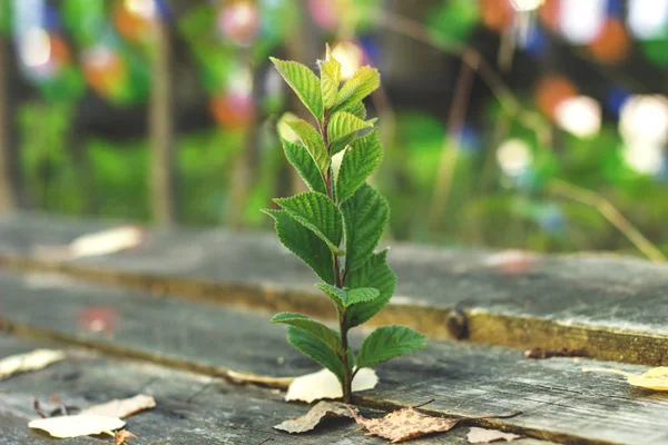 木板间长出的花朵茎 — 图库照片