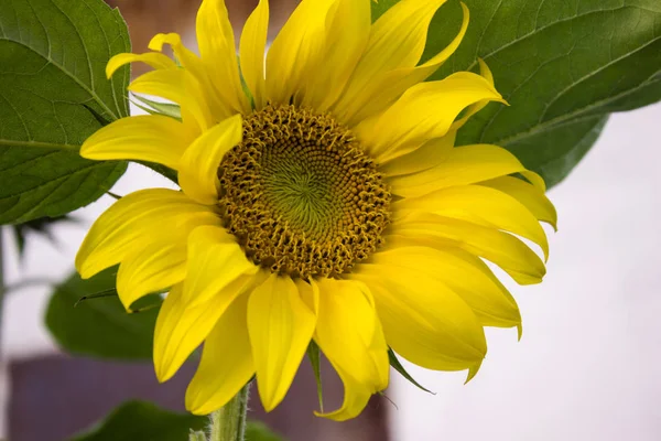 Sunflower Nature Close — Stock Photo, Image