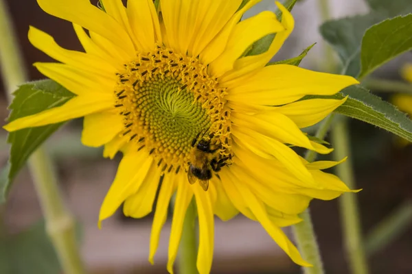 Slunečnice Přírodě Detailní Záběr — Stock fotografie