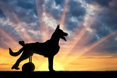 Bir köpek tekerlekli sandalyede silüeti