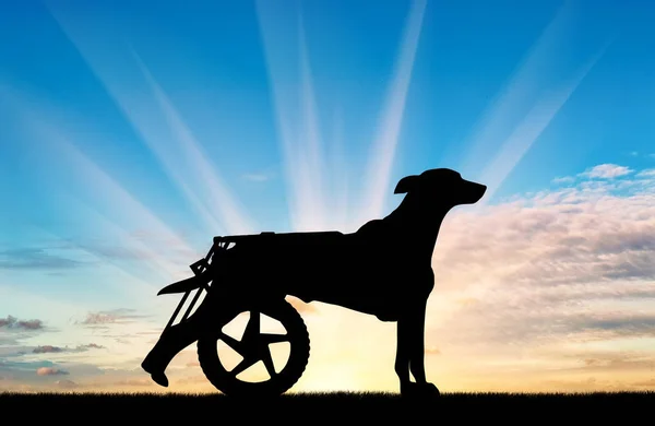 Силует собаки в інвалідному візку — стокове фото