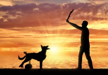 Bir tekerlekli sandalye köpeklerde normal hayat kavramı