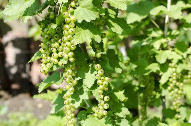 Ev Bahçe büyüyen blackcurrant