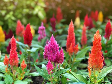 Bahçede renkli Astilbe çiçekleri (pembe, kırmızı ve turuncu), diğer güzel çiçeklerle birlikte kışın açık hava parkında. Bulanık bokeh arkaplan ve seçici odak.
