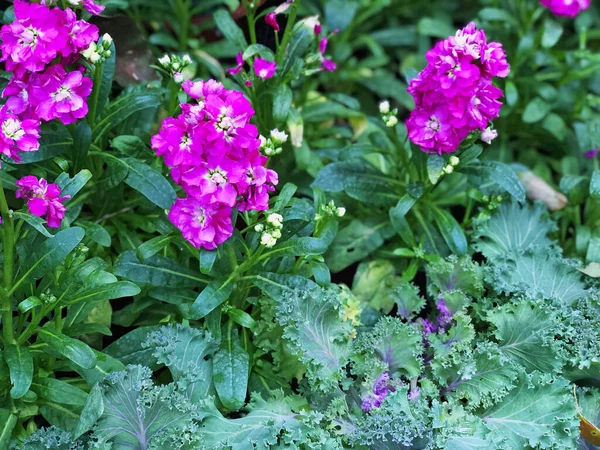 PINK-PURPLE ANGELONIA LAVENDER with green fresh leaves blooming in the garden, winter time of flower blossom in botany garden. Selective focus on pink purple flowers and blur green leaves background.