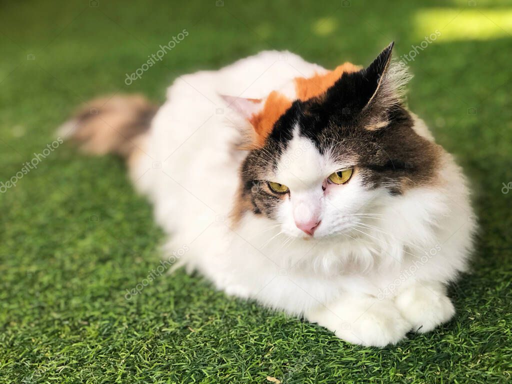 White-brown persian cat purebred feel boring and laying on artificial turf with fluffy hairy fur skin kitten, yellow bright beautiful kitty eyes. animal wildlife cat lover concept.