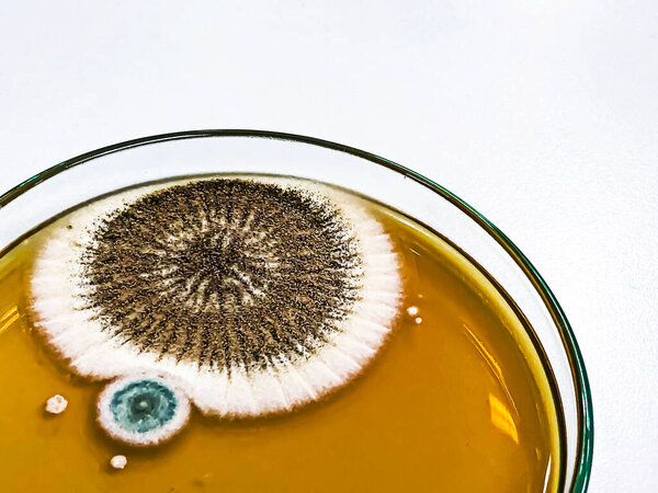 Malt Extract Agar in Petri dish using for growth media to isolate and cultivate yeasts, molds and fungal testing from clinical samples, investigation of environmental contamination source in air room.